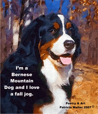 Bernese Mountain Dog  - I'm a Bernese Mountain Dog and I love a fall jog.