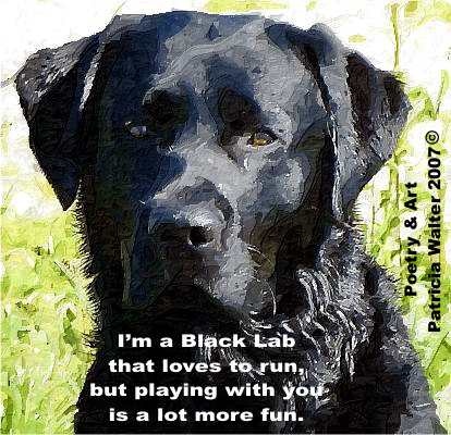 I'm a Black Lab that loves to run, but playing with your is a lot more fun.