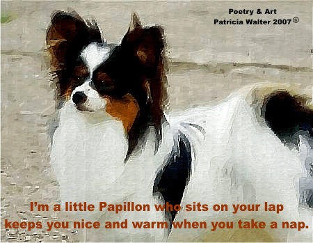 Papillon - I'm a little Papillon who sits on your lap, keeps you nice and warm when you take a nap.