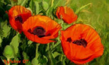 Poppies painting by Patricia Walter at the Poet's Corner - a gallery of Patricia's original poetry and art featuring poetry about love, life, freinds, dogs, cats, animals and humor